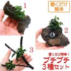 置くだけ簡単３種セットアヌビアスナ...