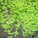 ( водоросли ) новый Large pearl-grass ( подводный лист )( нет пестициды )(5шт.@)