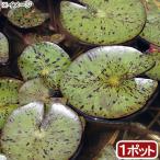 アクアリウム用水草