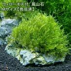 ( водоросли )* выращивание settled * Willow Moss способ гора камень M размер ( примерно 14cm)( подводный лист )( нет пестициды )(3 шт )