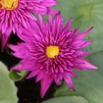 ( биотоп ) водяная лилия . obi . водяная лилия ( водяная лилия )(. персик ) алый f Ray m(1 pot )(.. состояние )