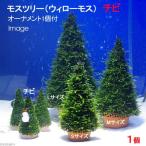 ( водоросли ) наматывать длина Moss tree ( Willow Moss )chibi размер ( подводный лист )( нет пестициды )(1 шт )( орнамент 1 шт есть ) Хонсю Сикоку ограничение 