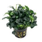 ( водоросли ) Anubias жираф Mini ( водный лист )(1 pot минут )