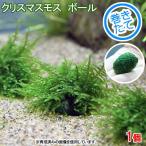 ( водоросли ) наматывать длина Рождество Moss мяч ( нет пестициды )(1 шт )