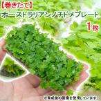 巻きたてオーストラリアンノチドメプレート