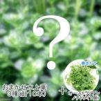 ( водоросли ) случайный водный лист 3 вида комплект ( итого 10шт.@)+ наматывать длина Австралия nnochidome мяч ( водный лист )( нет пестициды )(1 шт )