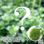 ( водоросли ) случайный водный лист 3 вида комплект ( итого 10шт.@)+ наматывать длина lisia мяч ( подводный лист )( нет пестициды )(1 шт )