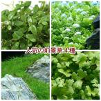 ( водоросли ) популярный передний ..4 вида комплект (g rosso * кий ba* волосы шоу * Австралия nnochidome)( водный лист )( нет пестициды )