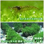 ( водоросли )* выращивание settled * Willow Moss коряга SS размер ( примерно 10cm)( нет пестициды )( 1 шт. )+mi Nami пресноводная креветка (10 шт )