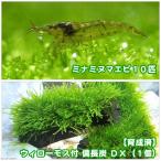 ( креветка )( водоросли ) выращивание settled Willow Moss бинчотан DX( подводный лист )( нет пестициды )(1 шт )+mi Nami пресноводная креветка (10 шт )