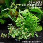 （水草）半水中葉　おまかせ水草　鉛巻き（半水中葉）（無農薬）（３個セット）