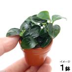 ( водоросли ) Anubias nana пузырчатая упаковка неглазурованный фарфор . горшок ( водный лист )(1 горшок )