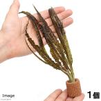 ( водоросли ) жизнь мульти- ( чай ) Cryptocoryne балансир e( подводный лист )( нет пестициды )(1 шт )