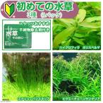 ( водоросли ) впервые. водоросли 3 вид (1 упаковка )+ водоросли перед этим 1g(2L для ) инструкция есть Хонсю Сикоку ограничение 