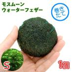 ( водоросли ) наматывать длина Moss moon ( вода перо )S размер ( подводный лист )( нет пестициды )(1 шт )