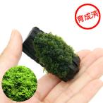 ( водоросли )* выращивание settled * premium зеленый Moss коряга Mini размер ( подводный лист )( нет пестициды )(1 шт )