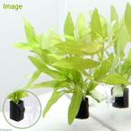 ( водоросли ) высокий Glo filler Police perumawith... cam ( нет пестициды )(1 шт )