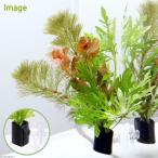 ( водоросли ).... Mix with... cam (1 шт )