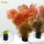ショッピング金魚 （水草）メダカ・金魚藻　レッドカボンバ　ｗｉｔｈ　植えるカム（１個）