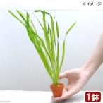 ( водоросли ) Varis ne задний s стойка белка Mini неглазурованный фарфор . горшок ( нет пестициды )(1 горшок )