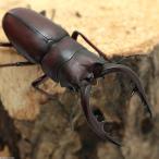 (昆虫)国産ノコギリクワガタ 成虫 WC オス60〜64mm(Lサイズ) メスフリーサイズ(1ペア)