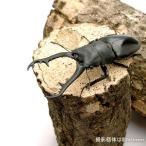 （昆虫）ギラファノコギリクワガタ　ジャワ産　幼虫（初〜２令）（１匹）
