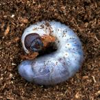 （昆虫）ネプチューンオオカブトムシ　サンタンデール産　幼虫（２令〜３令）（１匹）