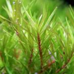 ( водоросли )ro треска ro тонн tifo задний Spy ключ ( подводный лист )( нет пестициды )(5шт.@)