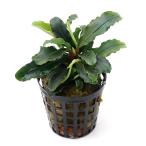 ( водоросли )bsefa Land lasp.tia зеленый ( aqua f правило )(1 pot )