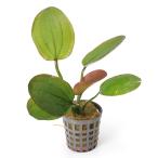 ( водоросли ) Echinodorus темно синий Park ta( водный лист )( aqua f правило )(1 pot )