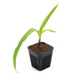 ( водоросли )klinamcf. Latte .foliu Muta i производство S размер (1 pot )