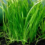 ( водоросли ) Varis ne задний erekta din tree река ( нет пестициды )(3 АО )