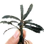 ( водоросли )bsefa Land lasp. красный Shute ( водный лист )(1 АО )