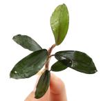 （水草）ブセファランドラｓｐ．ブラックパール（東南便）（水上葉）（１株）　北海道・九州航空便要保温