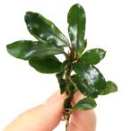 ( водоросли )bsefa Land lasp. Neptune ( водный лист )(1 АО )