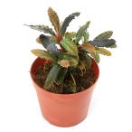 ( водоросли ) один пункт предмет bsefa Land lasp. солнечный gauve route C модель ( водный лист )(1 pot )(405618)