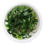 ( водоросли ) организация разведение denali - Anubias nanaPangolino( нет пестициды )(1 cup )