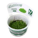 ( водоросли ) организация разведение GROWOW! we булавка g Moss ( нет пестициды )(1 cup ) A61 TC