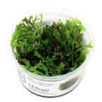 ( водоросли ) организация разведение 1-2-GROW! микро санки umwenti loft ropika производства ( нет пестициды )(1 cup ) 008BTC