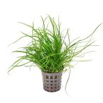 ( водоросли ) Cobra стакан mo-li автомобиль s( водный лист )( aqua f правило )(1 pot )
