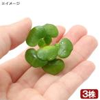 (水草)ミニホテイ草 子株(無農薬)(3株)金魚 メダカ 北海道航空便要保温