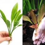 ( водоросли ) Amazon so-do(2 АО )+ случайный красный серия Echinodorus 1 вид ( подводный лист )(1 АО )