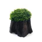 ( водоросли )* выращивание settled * premium зеленый Moss порез . АО Mini размер ( подводный лист )( нет пестициды )(1 шт )