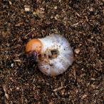 (昆虫)国産オオクワガタ 産地累代数不明 幼虫(初〜2令)(1匹) 北海道航空便要保温