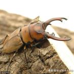 ( насекомое )( мужской одиночный товар )okipita белка Prosopocoilus inclinatus slawesi производство взрослое насекомое WD 40~49mm(1 шт )