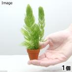 ( водоросли )matsumo маленький неглазурованный фарфор . горшок ( нет пестициды )(1 шт )me Dakar золотая рыбка качество воды .. производство яйцо пол 