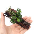 ★組織培養★アヌビアスナナエビ長屋...