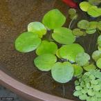 （ビオトープ）水辺植物　アマゾンフロッグビット（無農薬）（３株）