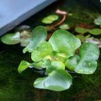 （ビオトープ）水辺植物　ホテイ草　国産（ホテイアオイ）（５株）金魚　メダカ