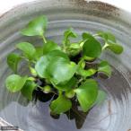 （ビオトープ）水辺植物　ホテイ草（ホテイアオイ）（１０株）金魚　メダカ